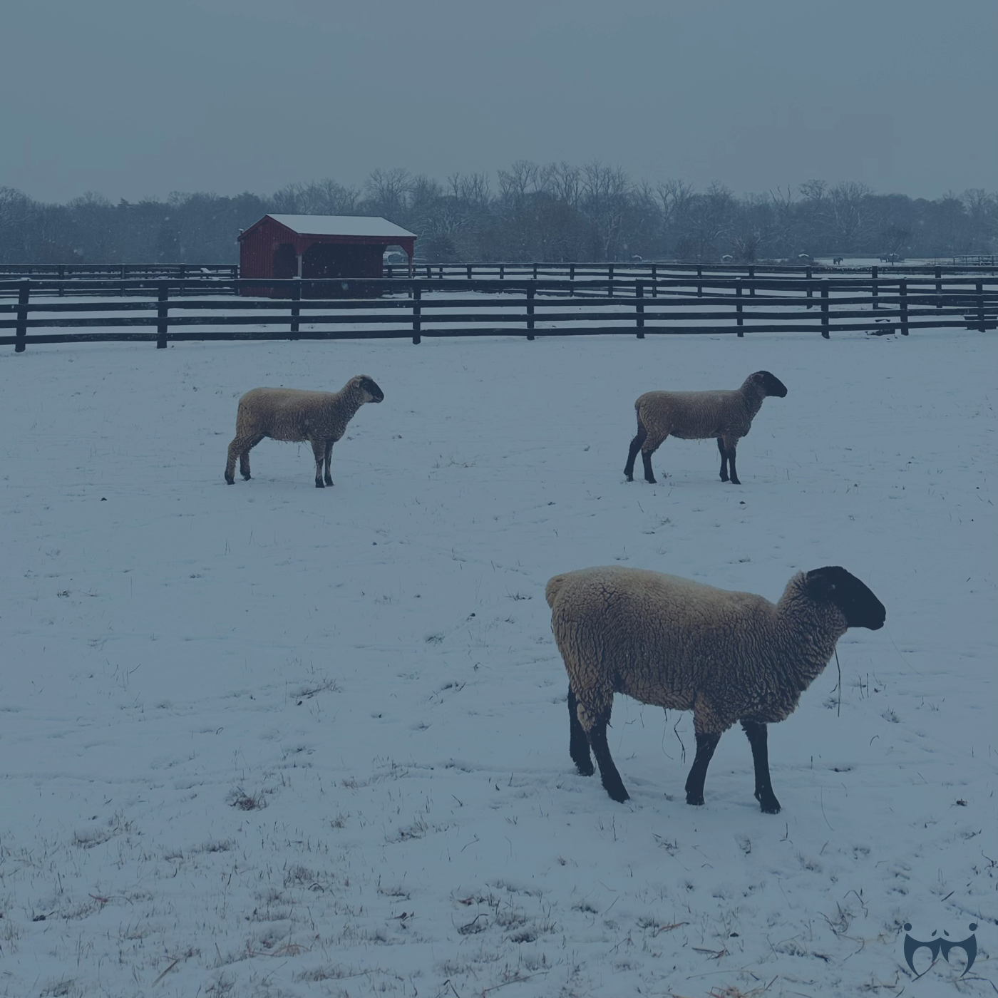 Winter Stays Album Art
